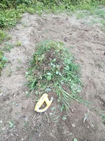 除草バイブレータで抜いた草の山