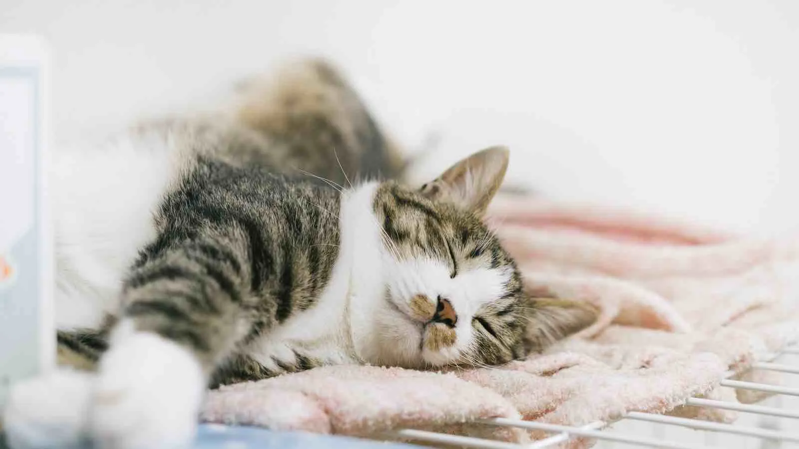 sleep image